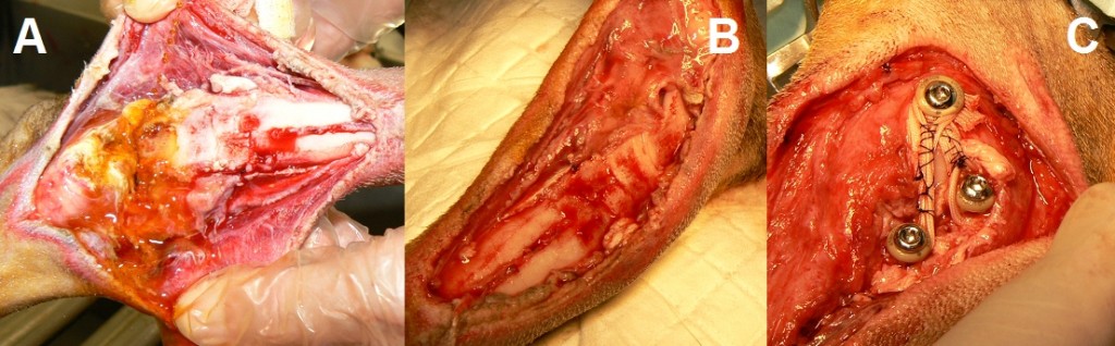 Figure 1 : Abrasion de la face médiale du tarse sur un jeune BA suite à un AVP. A : lésion initiale, B : après parage de la plaie, C : ligamentoplasitie.