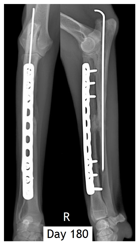 VET-ORTHOPEDIE » Fracture du radius et de l'ulna sur un Berger ...