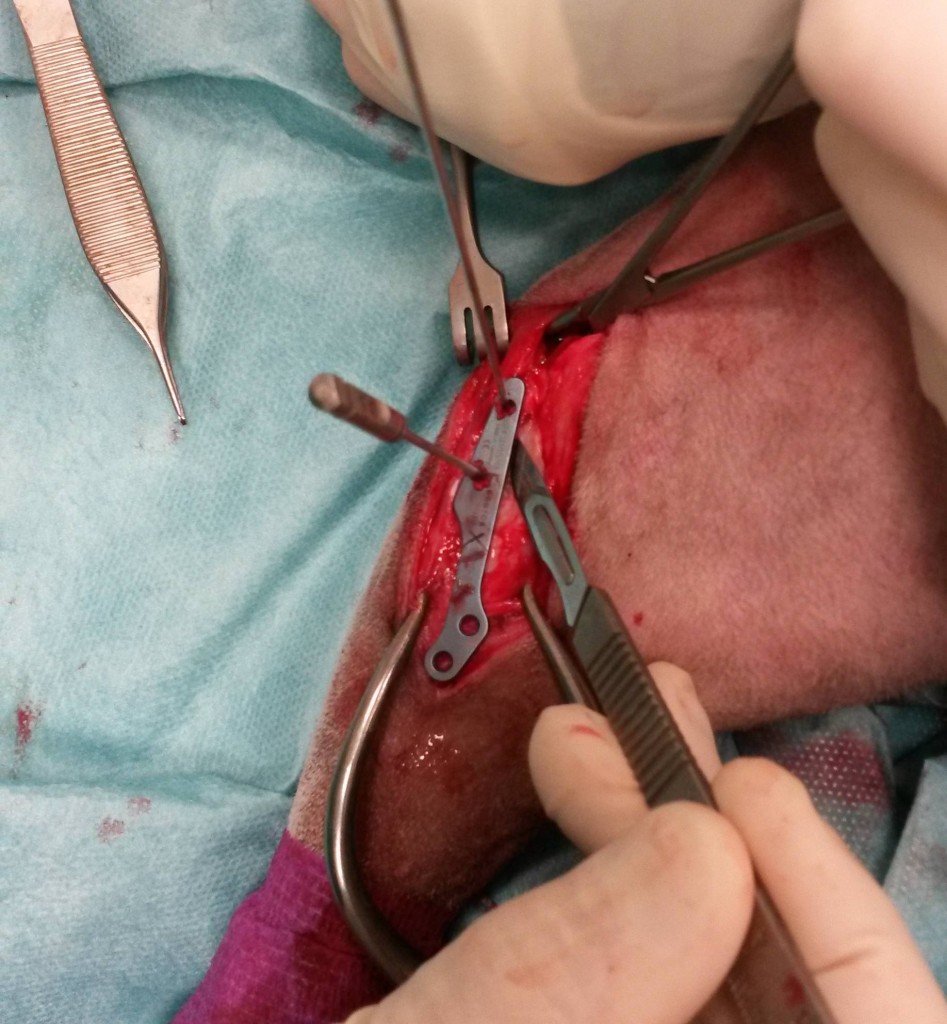 Photo 6 : Préparation de l’ostéotomie. Le bord caudal de la plaque sert de guide pour la scie.
