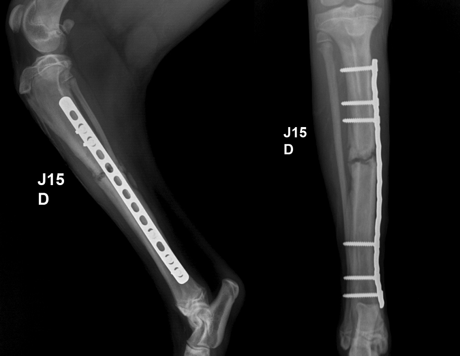 VET-ORTHOPEDIE » Etude d'un cas d'ostéosynthèse biologique sur un chiot de  5 mois