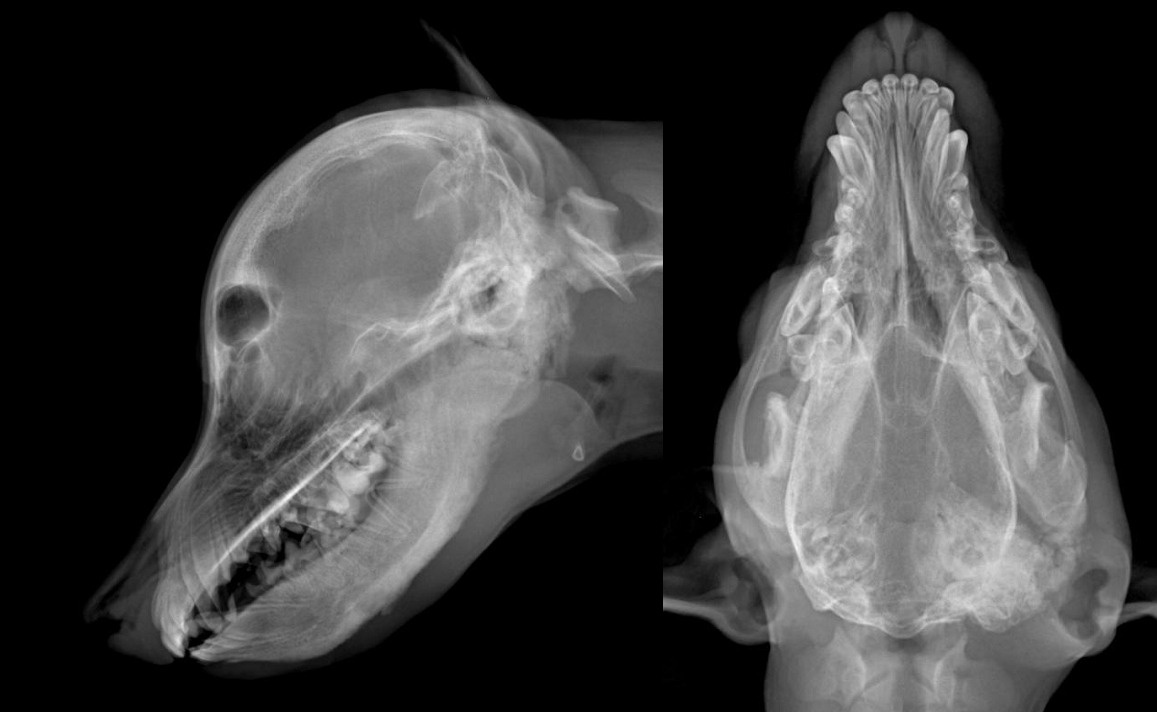 Photo : image radiographie du crâne d'un chiot de trois mois atteint d'une ostéopathie crânio-mandibulaire sévère.
