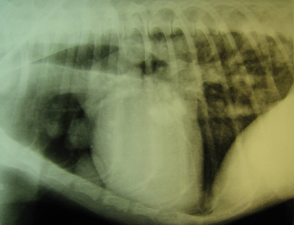 Photo 05 : vue radiographique latérale du thorax. présence de tumeurs.