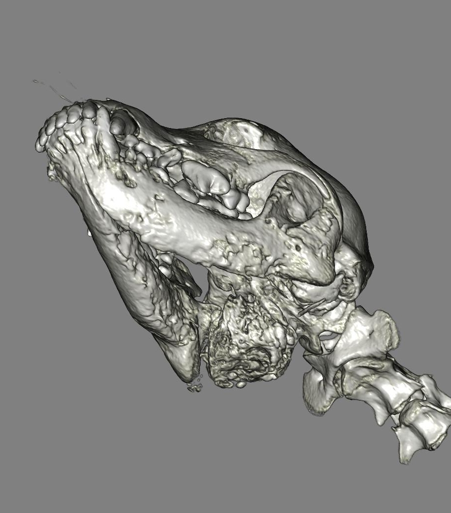 Photo 2 : reconstruction 3D du crâne.